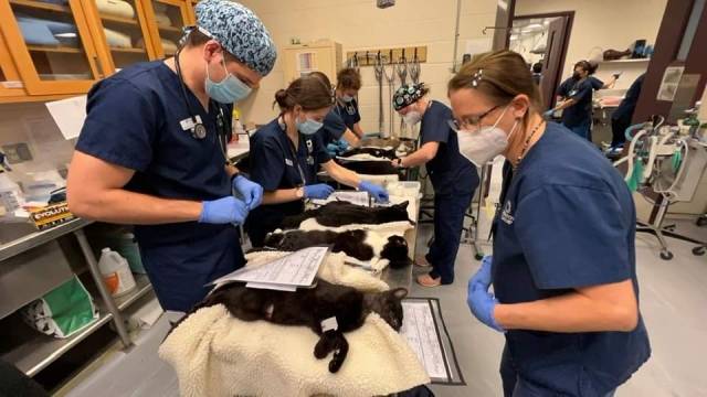 오퍼레이션 캣닙의 의료봉사진이 대규모 중성화를 시술하는 모습. 중성화 시술을 비롯해 전염병 예방접종도 겸한다. Operation Catnip