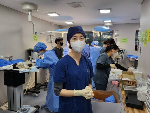 미국, 유럽 등지에서는 길고양이 개체수 급증으로 인한 사회적 갈등을 줄이는 차원에서 수의사와 지역주민이 함께 군집 TNR을 시도하는 경우가 흔하다. 서울시 TNR사업을 총괄하는 조윤주 서정대 반려동물과 교수가 30마리 시술 현장을 감독하고 있다. 이성훈 기자