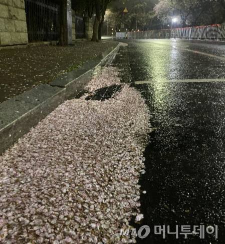 새벽 4시 30분. 윤중로에 떨어져 한쪽에 모인 벚꽃잎들. 비오는 날이라 평소보다 열 배 정도는 쓸어내기 힘든 거라고 했다./사진=남형도 기자