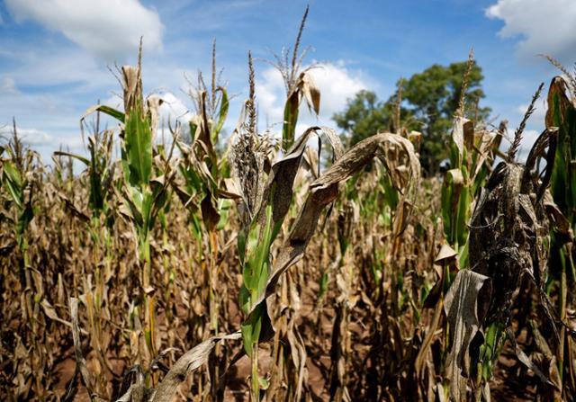지난 1월 아르헨티나 부에노스아이레스 주변 한 농장의 옥수수가 오랜 가뭄으로 바짝 말라 있다. 부에노스아이레스=로이터 연합뉴스