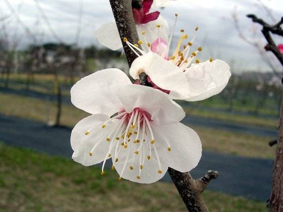 살구꽃은 분홍빛을 띠며 매화와 생김새가 비슷하다. 사진 국립원예특작과학원 권정현 농업연구사