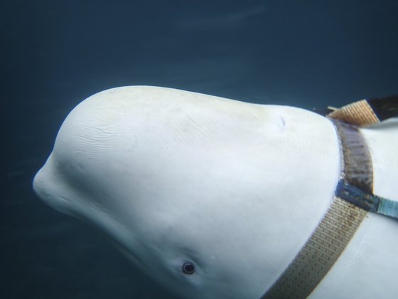 2019년 4월 노르웨이 잉외위아의 해안에서 포혹된 흰돌고래(벨루가). 목 벨트엔 '상트페테르부르크(러시아이 대도시) 장비'라는 러시아가 쓰여있었다. AP