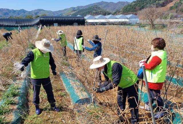 지난달 16일 강원 홍천군 서면 반곡리에서 열린 '함께하는 100년 봉사대' 농촌 일손 돕기 행사. 연합뉴스