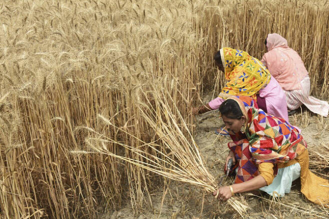 밀 수확 중인 인도 농부들(사진=AFP)