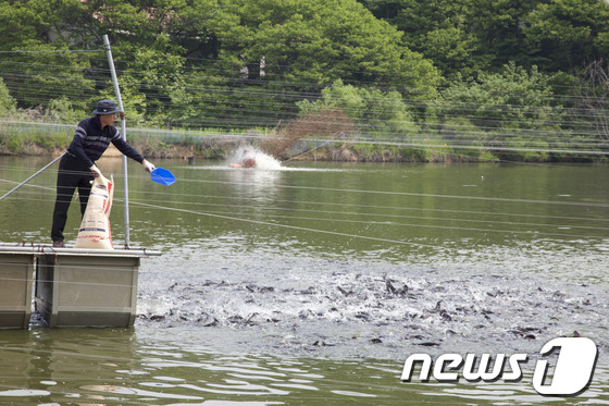 어류양식장에서 어민이 먹이를 주고 있다. © News1