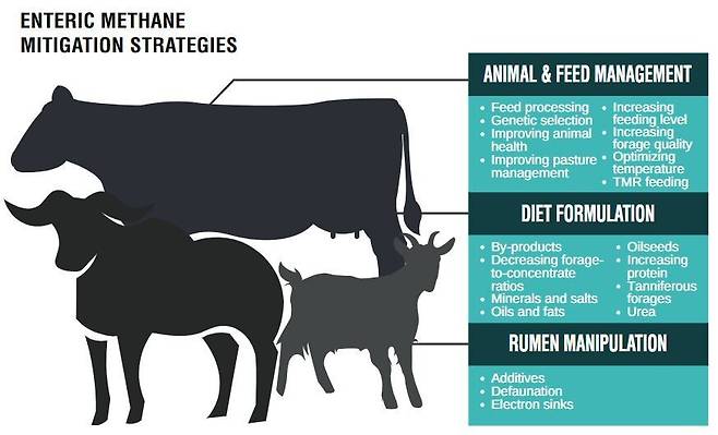 소 등 반추동물의 메탄 발생량을 줄이기 위해 사육 방법으로 제시된 것들. 국제축산연구소 제공
