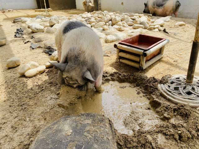 진흙목욕 삼매경에 빠진 릴리.