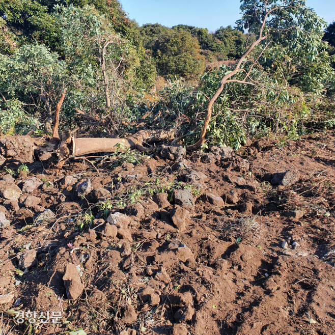 조경수 판매를 목적으로 산림에서 무단으로 나무를 캐 훼손된 산림. 제주자치경찰단 제공