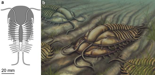 클라스퍼로 암컷을 잡고 짝짓기하는 수컷 삼엽충. Artistic reconstruction of mating position by Holly Sullivan