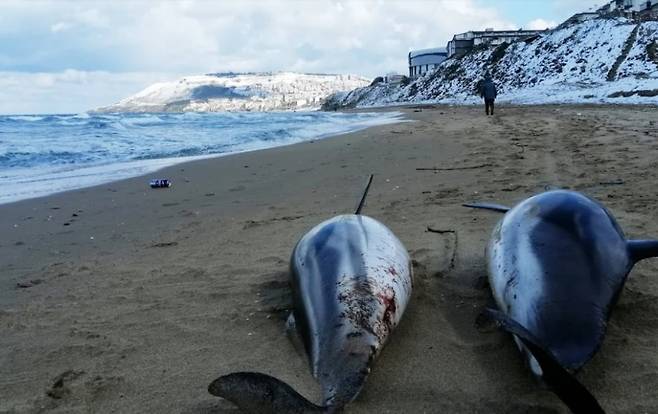 터키 해안에서 지난 2월 이후 총 100마리 이상의 죽은 돌고래가 발견됐다