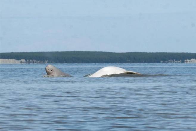 귀여운 외모 때문에 인기 만점인 돌고래 벨루가. /미 국립대양해기국(NOAA) 홈페이지