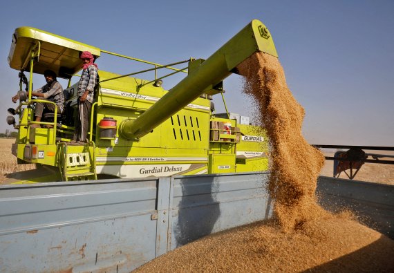 지난 3월16일(현지시간) 인도 아메다바드에서 수확된 밀이 화물차에 실리고있다.로이터뉴스1