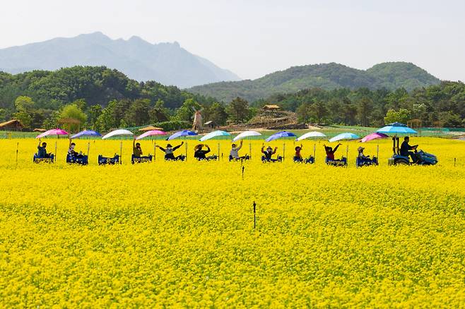 강원 철원군 동송읍 장흥리 일원에 조성된 ‘고석정 꽃밭’ 전경. 철원군 제공