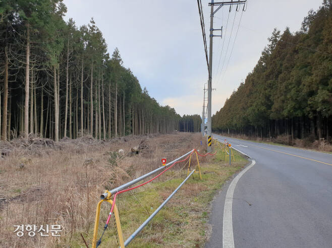 2020년 도로 옆 일부 삼나무가 잘려나간 모습.  박미라 기자