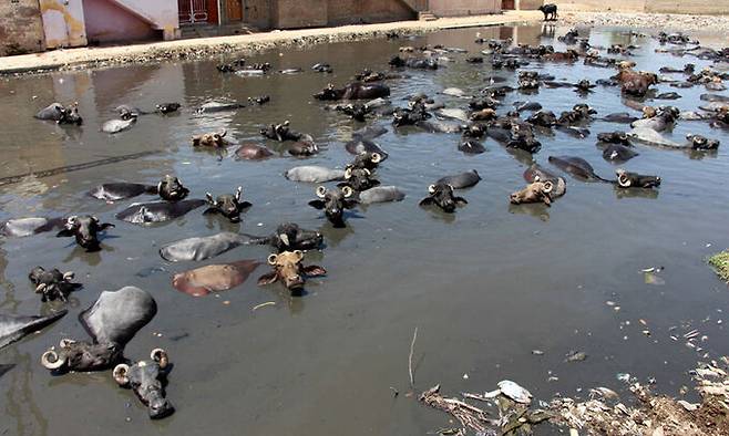 13일 파키스탄 라르카나에서 소들이 연못에 들어가 더위를 식히고 있다. 파키스탄에서는 최근 40∼50도의 폭염이 계속되고 있다. 라르카나=EPA연합뉴스