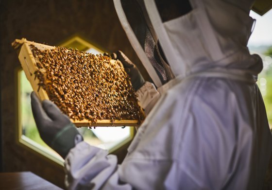 한화 그룹이 공개한 탄소저감벌집인 솔라비하이브에 꿀벌이 입주해 있는 모습. [사진 한화]