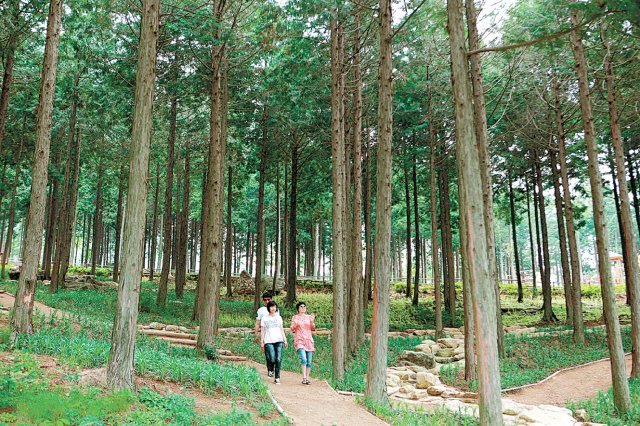 전남 장흥군 장흥읍 억불산 기슭에 자리한 우드랜드의 편백 숲을 찾은 관광객들이 숲이 내뿜는 피톤치드를 마시며 산책을 즐기고 있다. 장흥군 제공