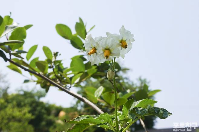 흰 감자 꽃