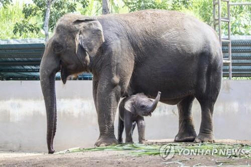 발리 동물원의 수마트라 코끼리와 새끼. 자료사진