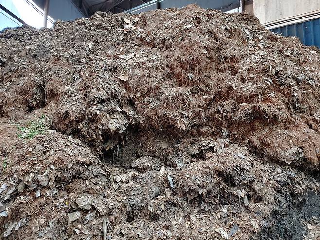 낙엽 비료 공장에 들어와 쌓여있는 낙엽들. 공정 초기 단계라 낙엽 외형 등이 비교적 뚜렷하다. 정종훈 기자