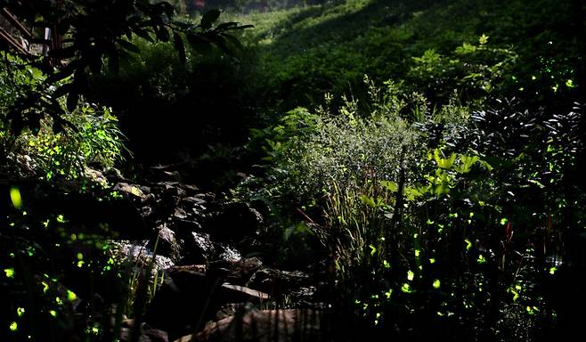 곤지암 화담숲에서 6월에 볼 수 있는 반딧불이