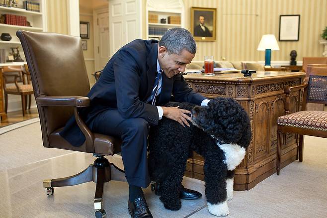 버락 오바마 전 대통령이 2012년 6월 21일 백악관 집무실에서 반려견 '보'를 쓰다듬고 있다. /백악관 홈페이지 캡처