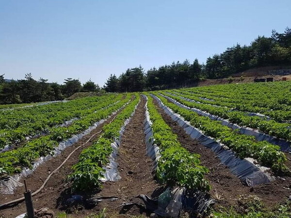 지난 봄 심었던 감자가 무성하게 자라고 있는 전북 남원 한결농장의 5월 전경. 사진 김민곤씨 제공