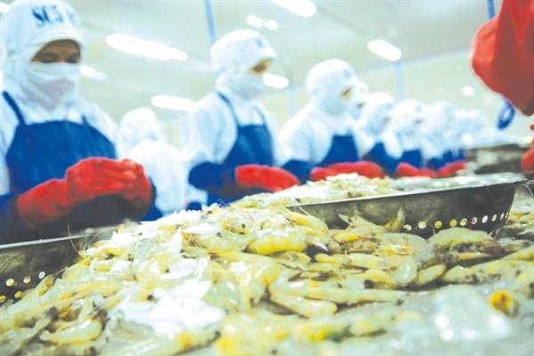 Workers process shrimp for export at a firm in the South. Total outstanding loans in HCM City by the end of April 2022 reached more than VNĐ3 quadrillion, of which about VNĐ196 trillion was poured into the Government’s priority areas, including exports. — Photo thoibaonganhang.vn