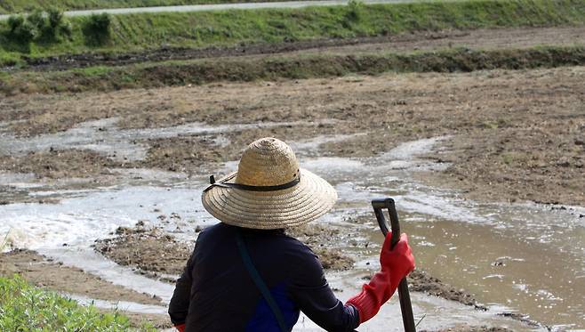 가뭄으로 모내기를 못 한 충남 예산군 신양면 시왕리의 한 농민이 이달 8일 예산군에서 지원한 급수차에서 쏟아내는 물로 마른 논이 채워지는 것을 바라보고 있다. [연합]