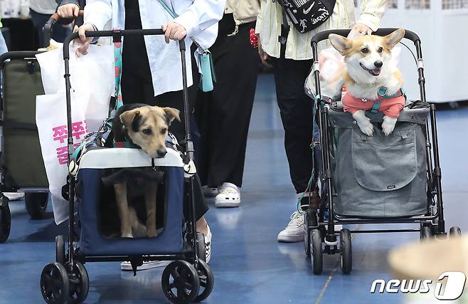 21일 극동대학교는 펫로스 증후군 치료를 위해 반려동물 상실에 대한 애도 과정 연구에 착수했다고 밝혔다. (자료사진)2022.6.21/뉴스1 © News1