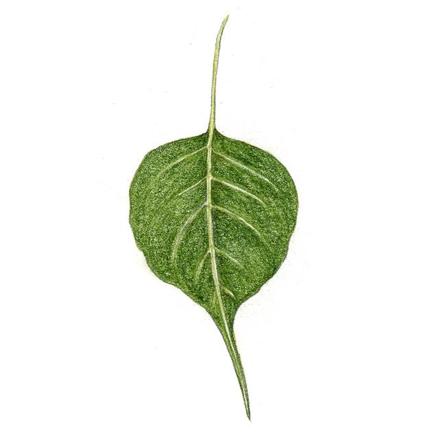 부처가 깨달음을 얻은 나무, 인도보리수는 뽕나무과의 늘푸른나무로 잎이 하트 모양이며 끝이 뾰족한 것이 특징이다.