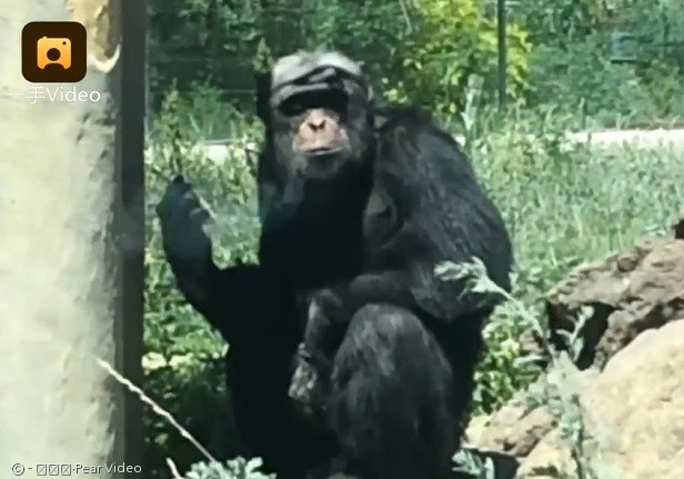 2018년 중국의 한 동물원에서 담배를 피우는 침팬지