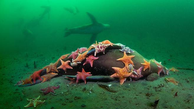 형형색색을 뽐내는 불가사리 십수 마리가 해저 밑바닥에 가라앉은 커다란 바다사자의 사체에 달라붙어 있는 모습을 담은 야생동물 사진작가인 데이비드 슬레이터의 작품. 사진=데이비드 슬레이터