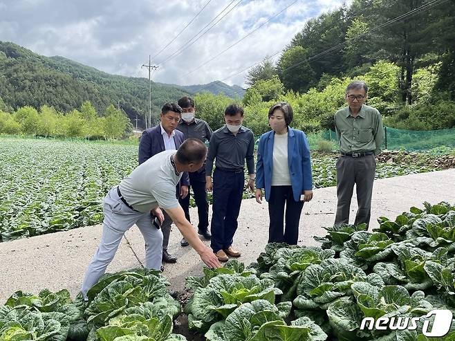 한국농수산식품유통공사 배옥병 수급이사(우측 2번째)가 강원지역 수매비축 배추 산지 현장을 점검하고 있다.© 뉴스1