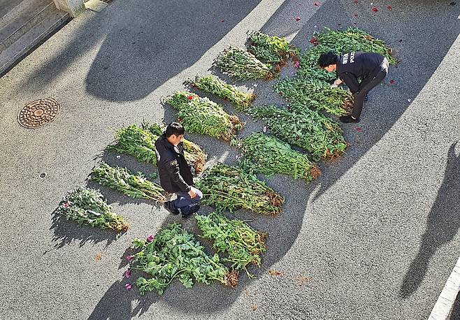 통영 도서지역·어촌마을 주민 37명이 마약류 관리에 관한 법률 위반 혐의로 입건됐다. 사진은 통영해양경찰관이 도서지역·어촌마을 주민 37명으로부터 압수한 양귀비를 살펴보고 있는 모습. /사진=뉴시스