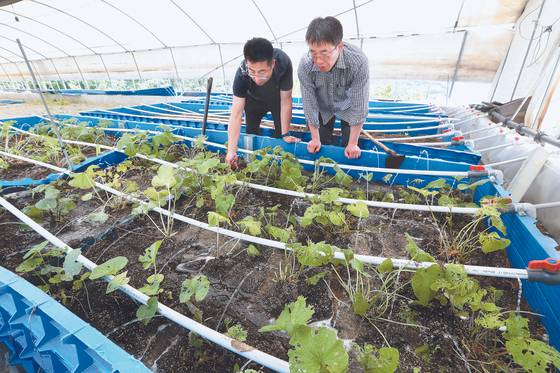 양재중(오른쪽)·김민성 셰프가 재배시설에서 와사비 생육 상태를 살펴보고 있다. 신인섭 기자