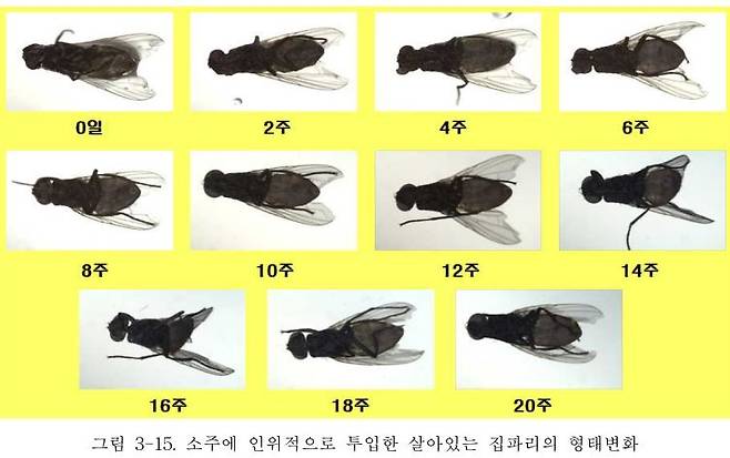 소주에 살아있는 집파리를 투입한 경우 파리의 형태 변화/사진= 주류 중 곤충 이물의 혼입시기 판별법 개발 연구 보고서