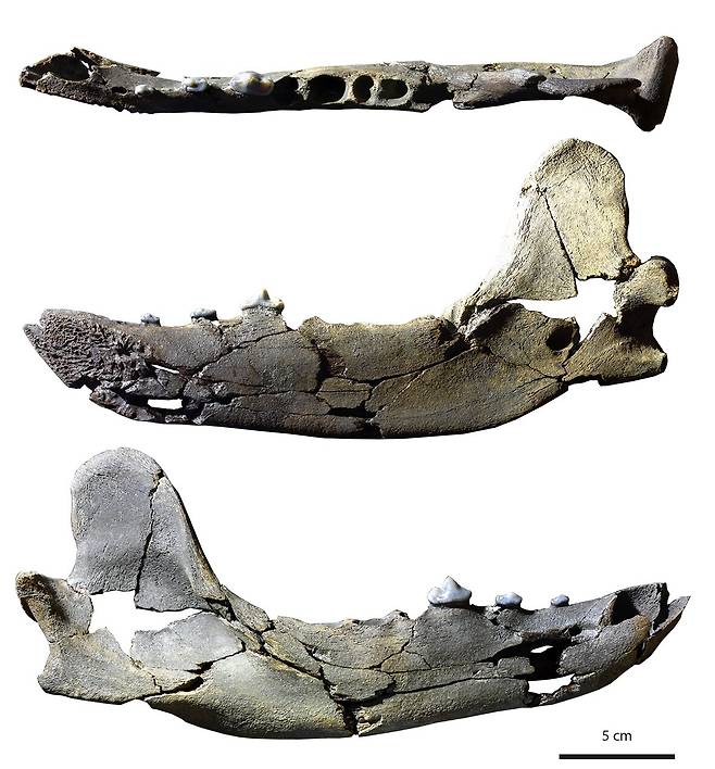 (타르타로키온의 턱뼈 화석./ 데니 나바라