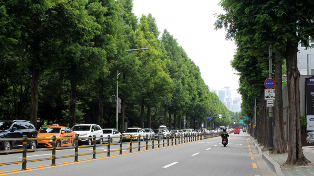 서울 서초구 양재동에 조성된 메타세쿼이아길과 양버즘나무길. 사진 제공=산림청