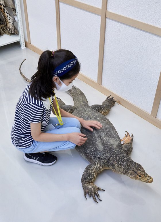 물왕도마뱀 박제를 만져보는 박주영 학생기자. 동물 표본이 있으면 가까이서 보기 힘든 동물의 생김새를 자세히 살펴 볼 수 있다.