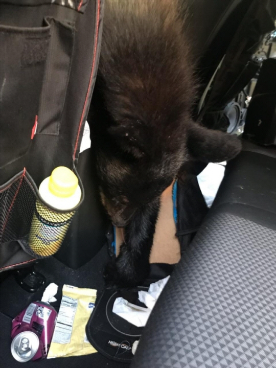 음식물을 찾으러 차 안에 들어갔다가 문이 닫혀 폭염에 질식사한 흑곰. 미국 테네시주야생자원청 SNS 캡처