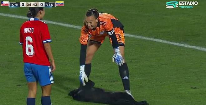 칠레 골키퍼 크리스티안 엔들러가 축구경기장에 난입한 개를 쓰다듬고 있다. (사진=@TNTSportsCL)
