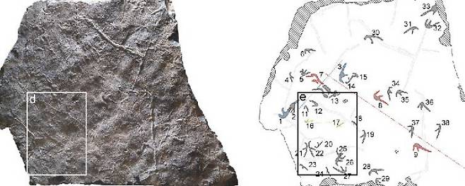 전남대 연구팀이 화순 서유리 공룡화석지에서 발견한 익룡 발자국 화석. 이곳에서는 350여개의 발자국이 발견돼 익룡의 군집생활이 증명됐다. 전남대 제공