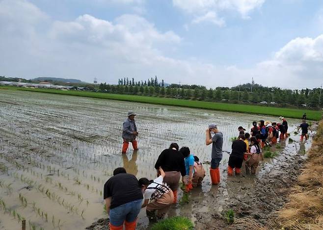고창군농민회가 지난 25일 흥덕면 석교리 논에서 ‘통일쌀 모내기’ 행사를 열고 있다. 