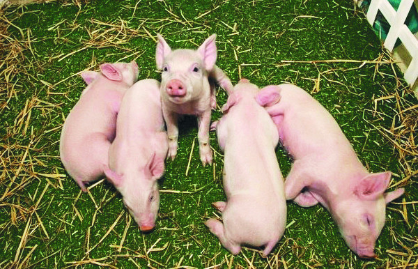 2021년 10월 미국 연구진은 면역 거부 반응 없이 돼지의 신장을 사람에게 이식하는 실험에 처음으로 성공했다. 사진은 연구에 사용된 유전자 편집 돼지 ‘갈세이프’. 리비비코어 제공