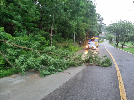 강풍 때문에 쓰러진 나무가 도로 위에 있다. 인천소방본부 제공, 연합뉴스
