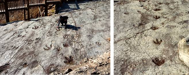 [화순=뉴시스] 전남대학교 지구환경과학부 연구팀은 최근 중생대 백악기에 만들어진 전남 화순군 서유리 공룡화석지에서 2~6㎝ 크기의 익룡 발자국 350여 개가 무더기로 남아있는 화석들을 발견했다고 28일 밝혔다. (사진=전남대 제공) 2022.06.28. photo@newsis.com *재판매 및 DB 금지