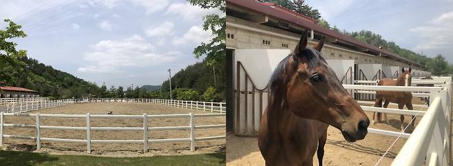 함안 승마공원에는 3동의 실외마장과 2동의 실내마장, 그리고 1동의 원형마장이 있다. 55마리의 승용마를 포함해 경주마, 종빈마 등 100여 마리의 말을 보유하고 있다. ⓒ김지나