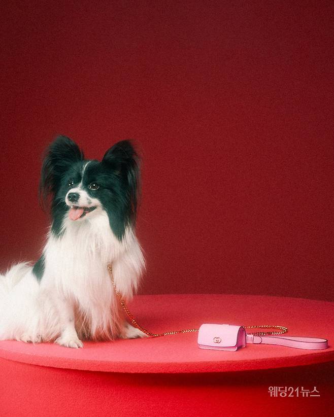 사진 : 구찌(Gucci), 구찌 펫 컬렉션(Gucci Pet Collection). Credits - 크리에이티브 디렉터: 알레산드로 미켈레(Alessandro Michele), 아트 디렉터&포토그래퍼: 맥스 지덴토프(Max Siedentopf) (사진제공 : 구찌)