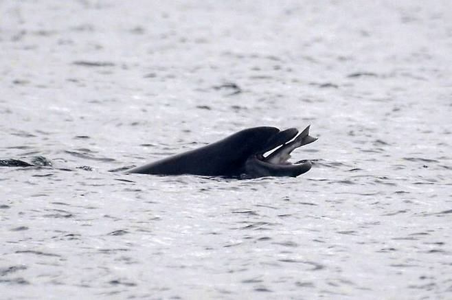 기다리던 돌고래는 한입에 날아오는 연어를 삼켰다. 마치 수족관에서 사육사가 던져주는 생선을 받아먹는 것처럼. 조슈아 페들리, 트위터(@MyWildlifePosts) 갈무리.